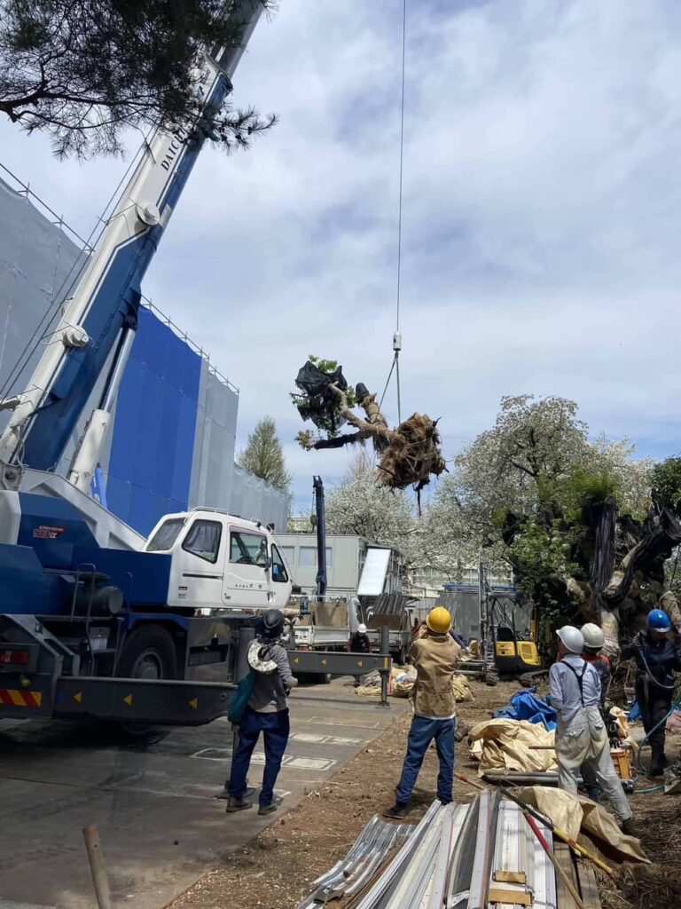 The tree roots are adequately protected and transported to the truck with a crane truck