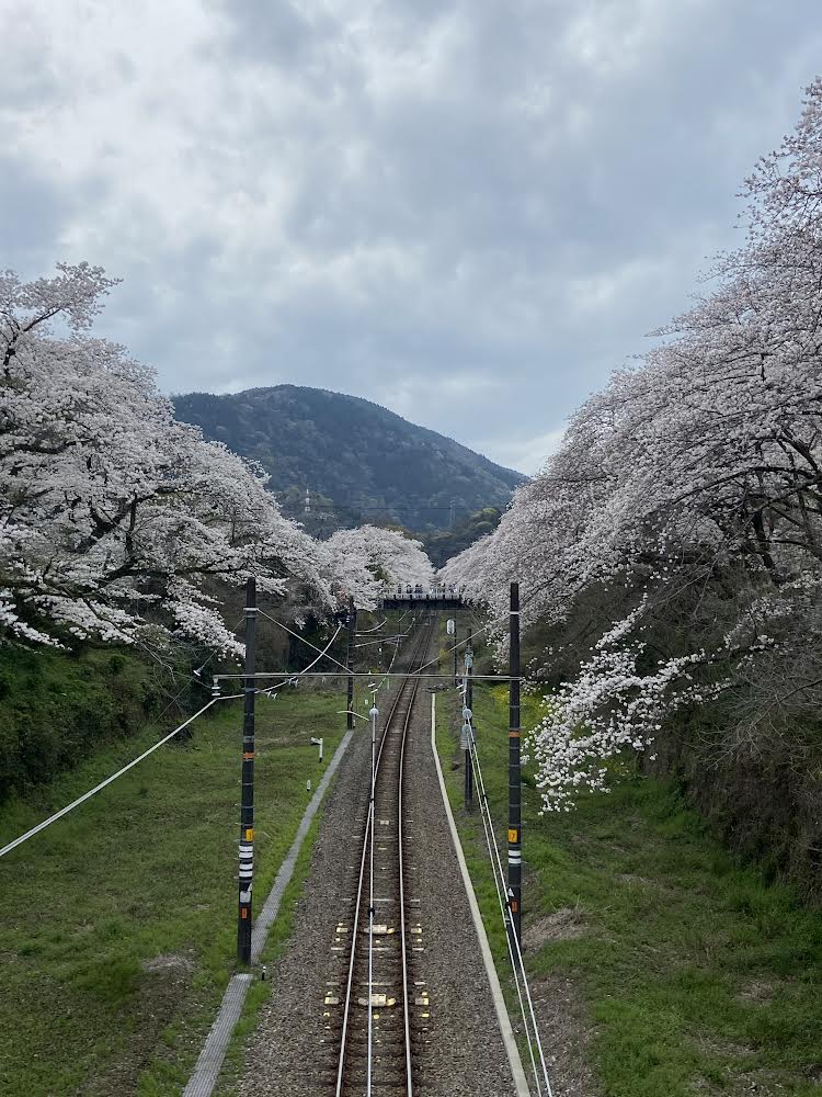 山北駅近くの線路と桜