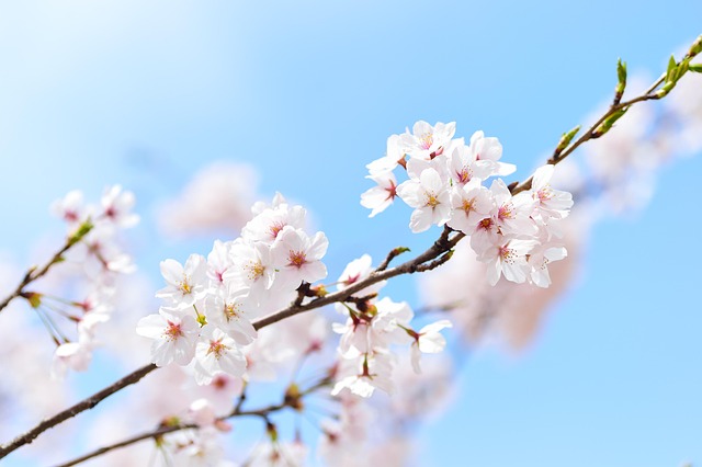 日本人は、桜に特別の想いを重ねます。