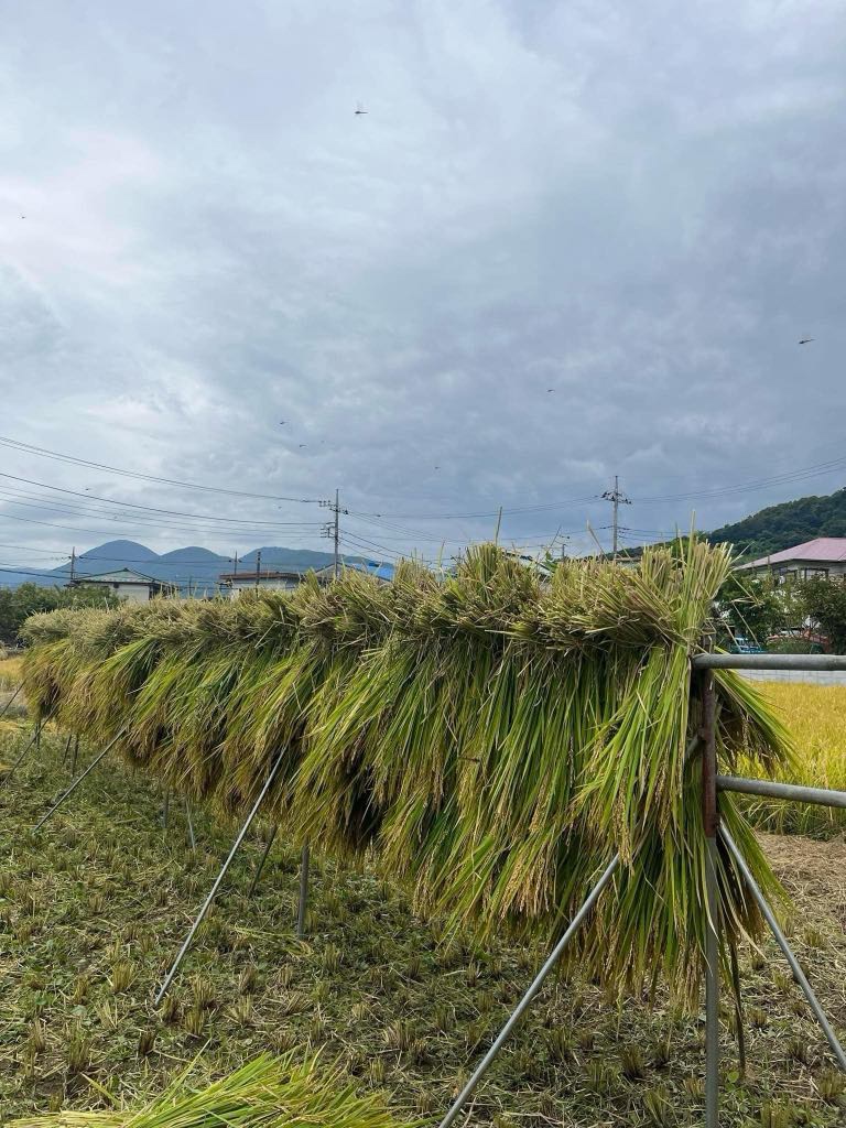 収穫した稲を束ねて、干します。