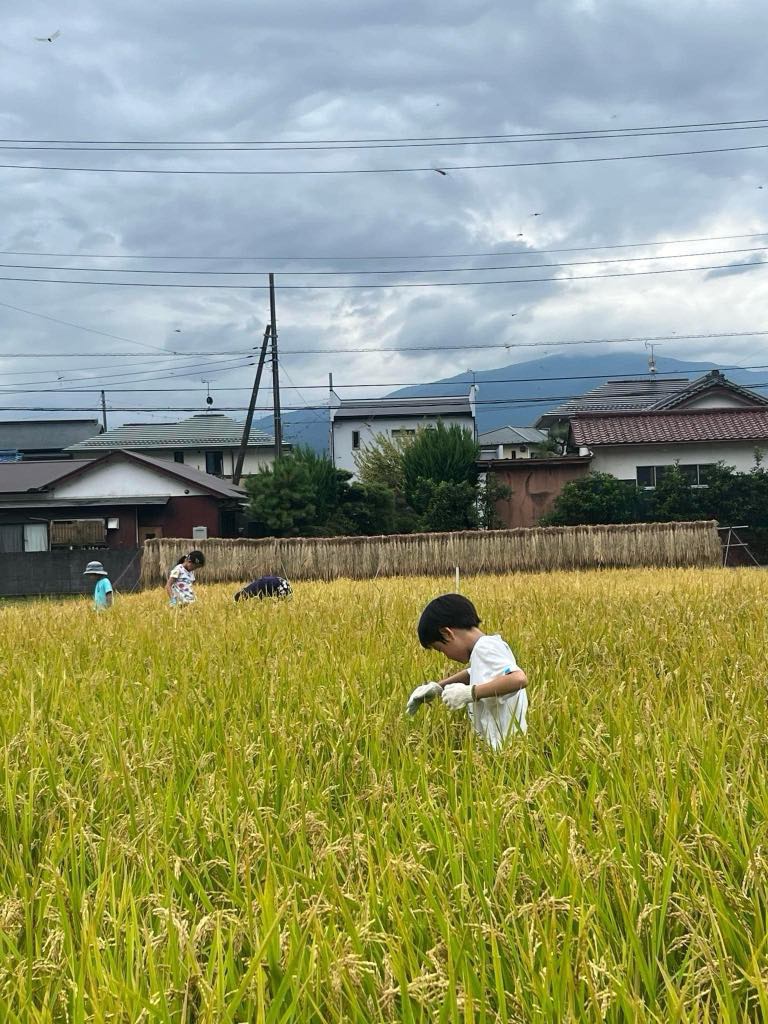 稲刈りに参加した横浜から来た男の子は、虫たちに夢中